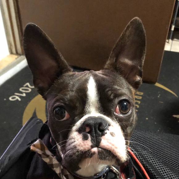 Meet your Posher, Abby - Picture 1 of 1